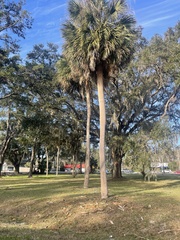 Sabal palmetto