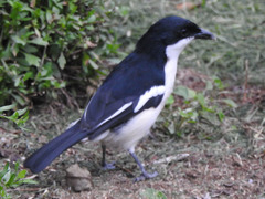 Tropical Boubou photo 4
