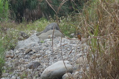 Alcedo atthis bengalensis
