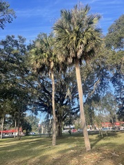 Sabal palmetto