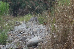 Alcedo atthis bengalensis