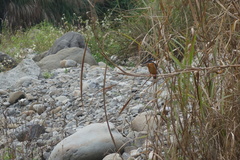 Alcedo atthis bengalensis