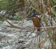 Alcedo atthis bengalensis