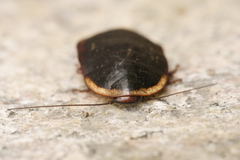 Opisthoplatia orientalis