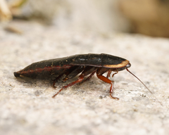 Opisthoplatia orientalis