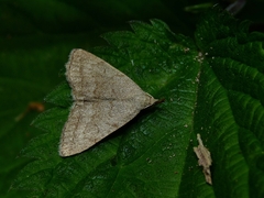 Pechipogo strigilata