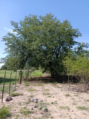 Colophospermum mopane image