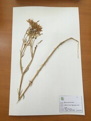 Alstroemeria ligtu