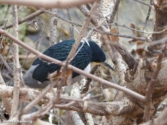 Nycticorax nycticorax