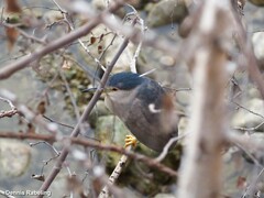 Nycticorax nycticorax