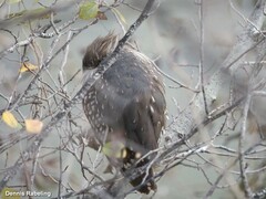 Nycticorax nycticorax
