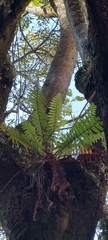 Dryopteris wallichiana
