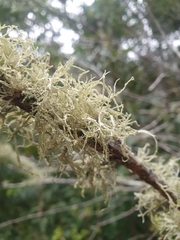 Ramalina