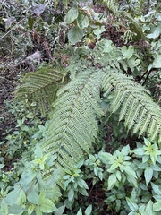 Pteris cretica var. tripartita (Pteris tripartita)