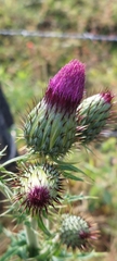 Cirsium mexicanum