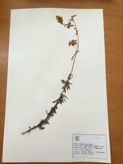 Calceolaria petioalaris