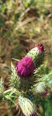 Cirsium mexicanum