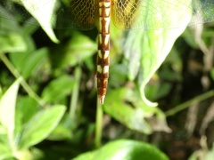 Erythrodiplax fervida