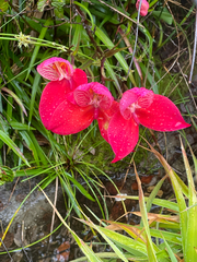 Disa uniflora