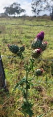 Cirsium mexicanum