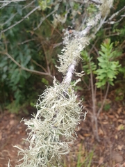 Ramalina