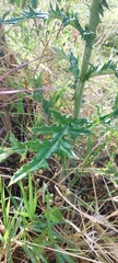 Cirsium mexicanum