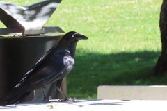 Corvus coronoides
