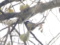 Parus major corsus