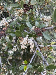 Ceanothus megacarpus