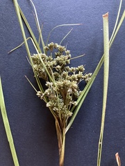 Scirpus