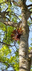 Tillandsia