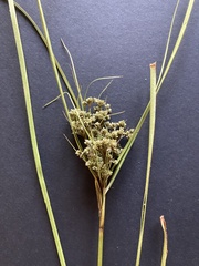 Scirpus