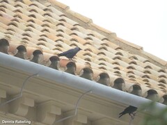 Corvus monedula spermologus