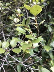 Lindera akoensis