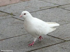 Columba livia domestica