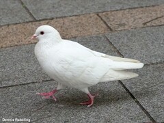 Columba livia domestica