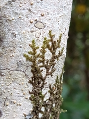 Frullania