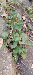 Dichondra
