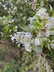Ceanothus spinosus