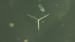 Eucampia