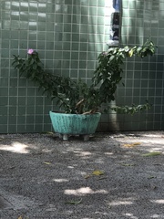 Pereskia