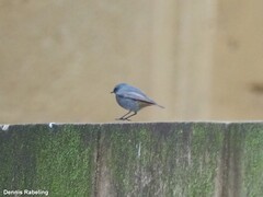 Phoenicurus ochruros