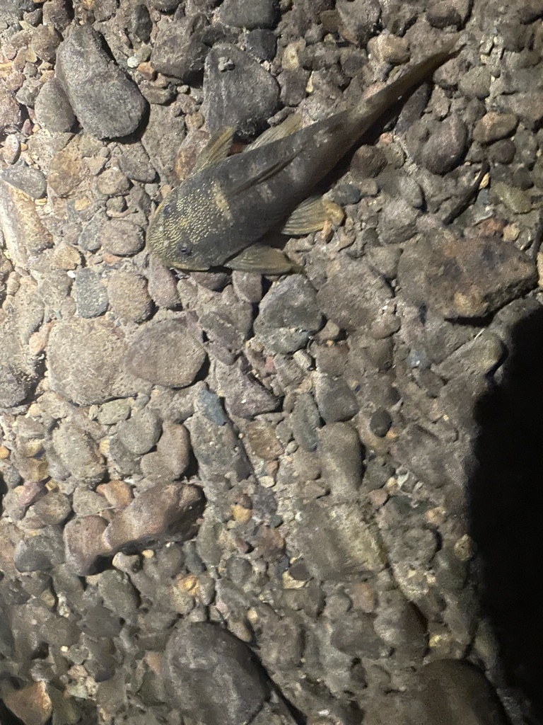 Fischer's rubbernose (Chaetostoma fischeri) — Loricariidae