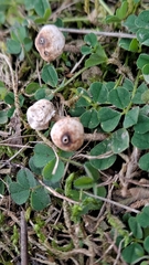 Tulostoma brumale