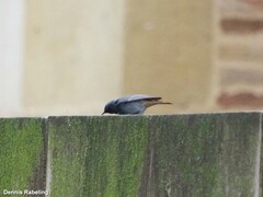 Phoenicurus ochruros