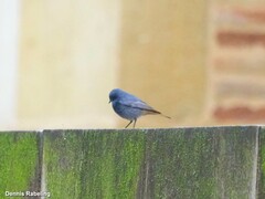 Phoenicurus ochruros