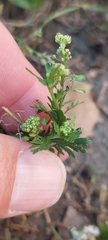 Lepidium bipinnatifidum
