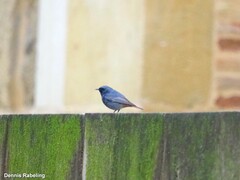 Phoenicurus ochruros