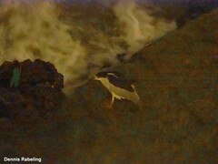 Nycticorax nycticorax