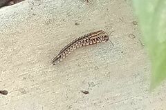 Asiomorpha coarctata